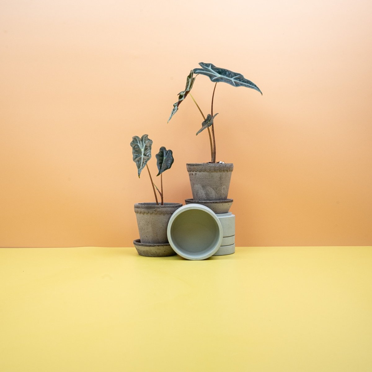 Alocasia Nobilis, längliche Blätter in Dunkelgrün – potflourri