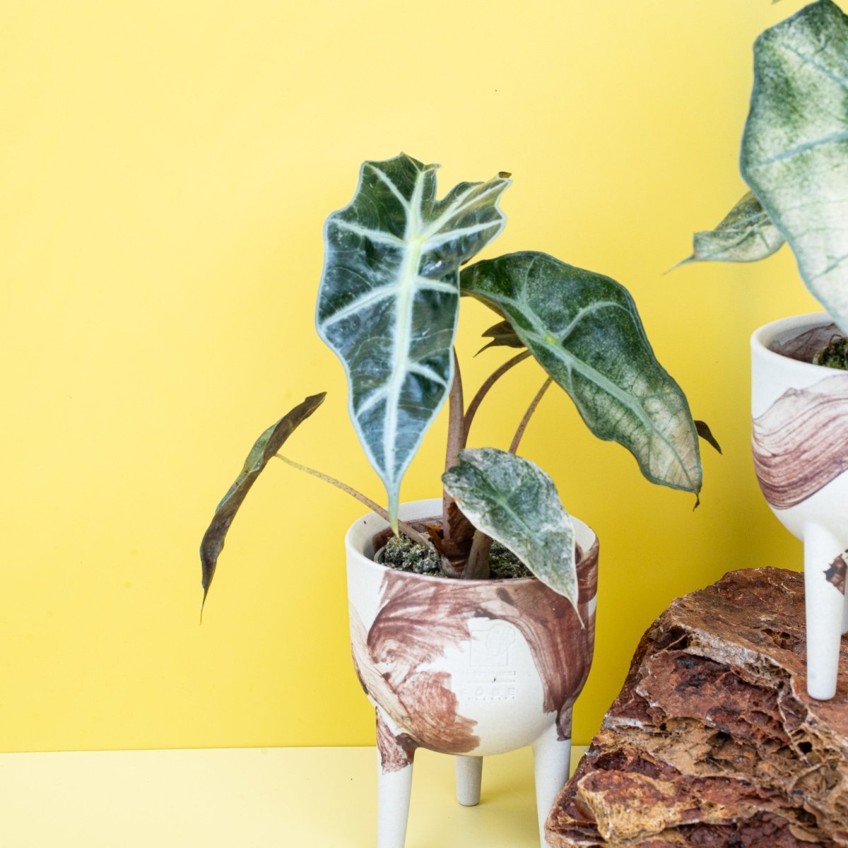 Alocasia Polly Variegata, kompakte Wuchsform