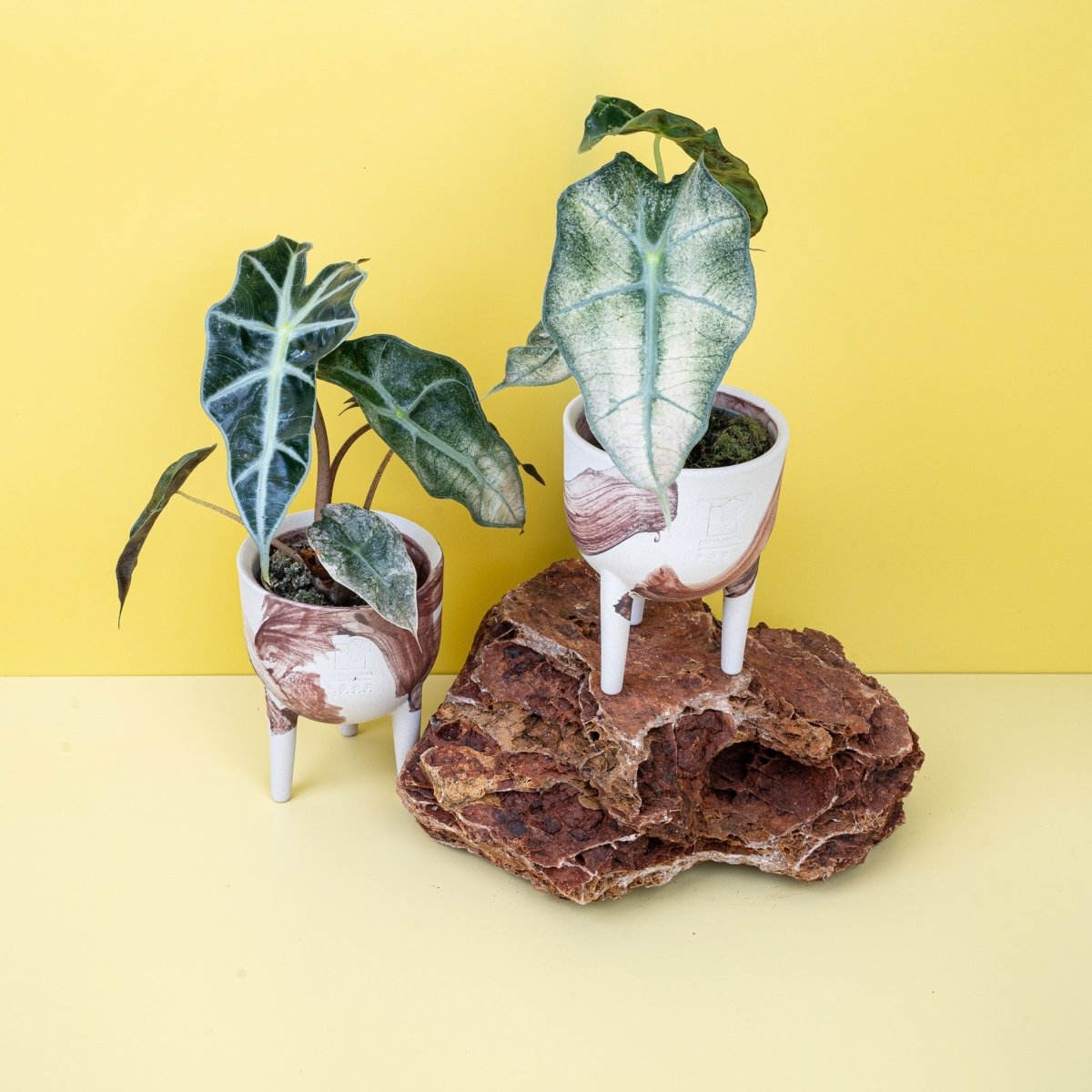 Alocasia Polly Variegata, Gesamtansicht der Pflanze