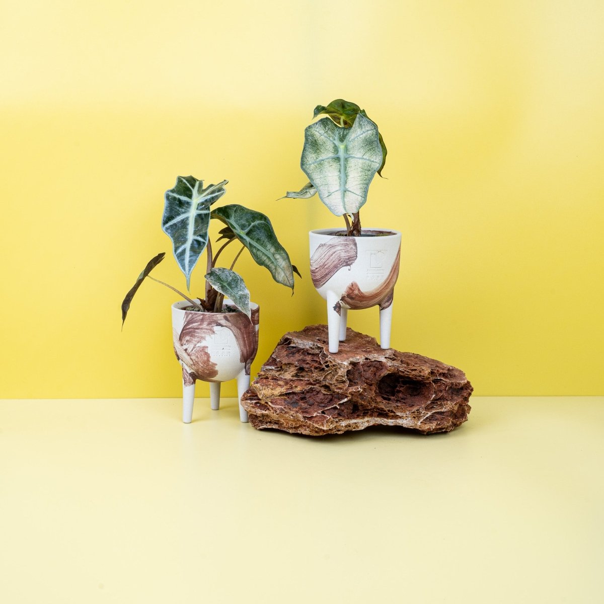 Alocasia Polly Variegata, cremeweiße bis mintfarbene Panaschierung – potflourri