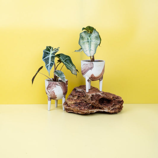 Alocasia Polly Variegata, cremeweiße bis mintfarbene Panaschierung – potflourri