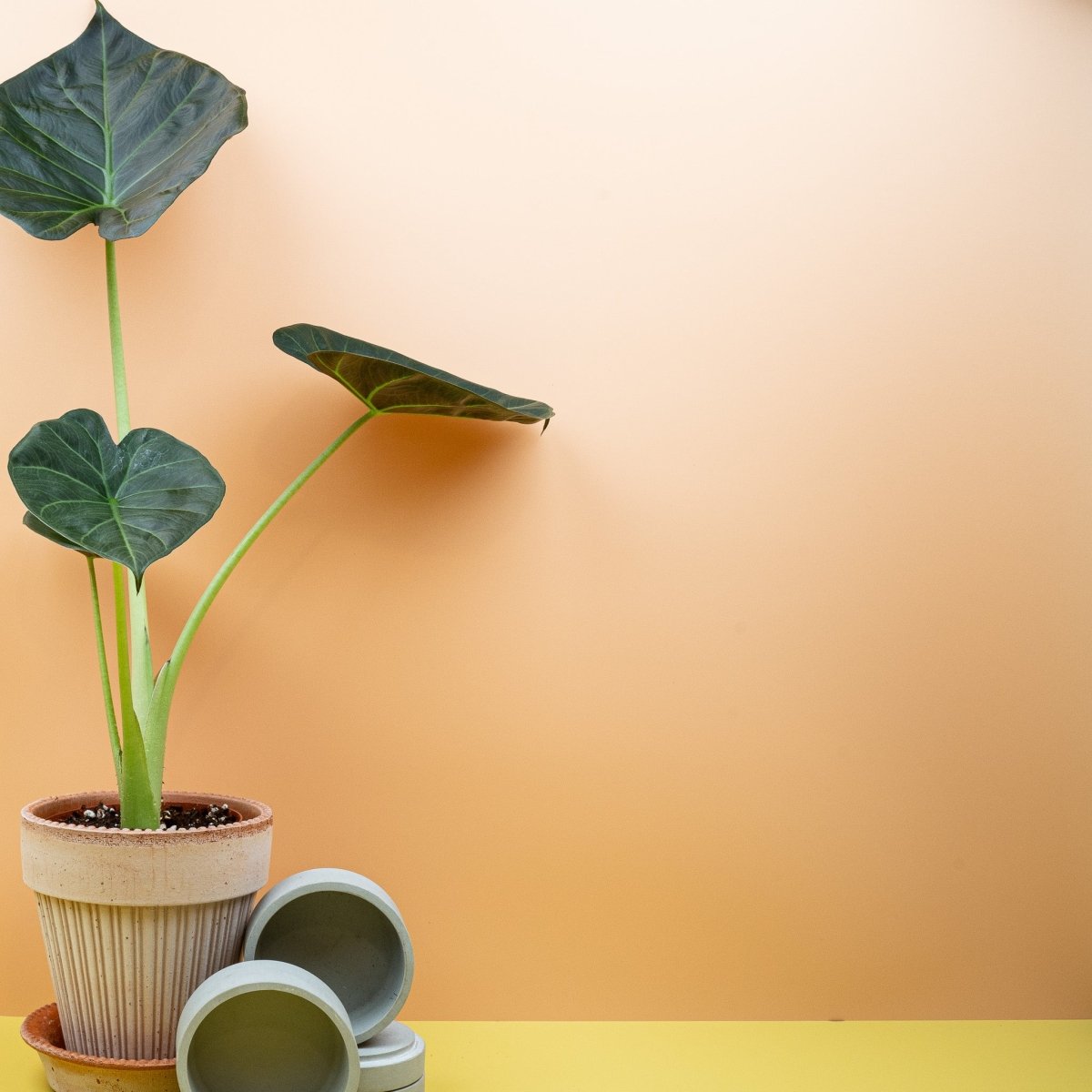 Alocasia Regal Shield, dunkle Blattoberfläche