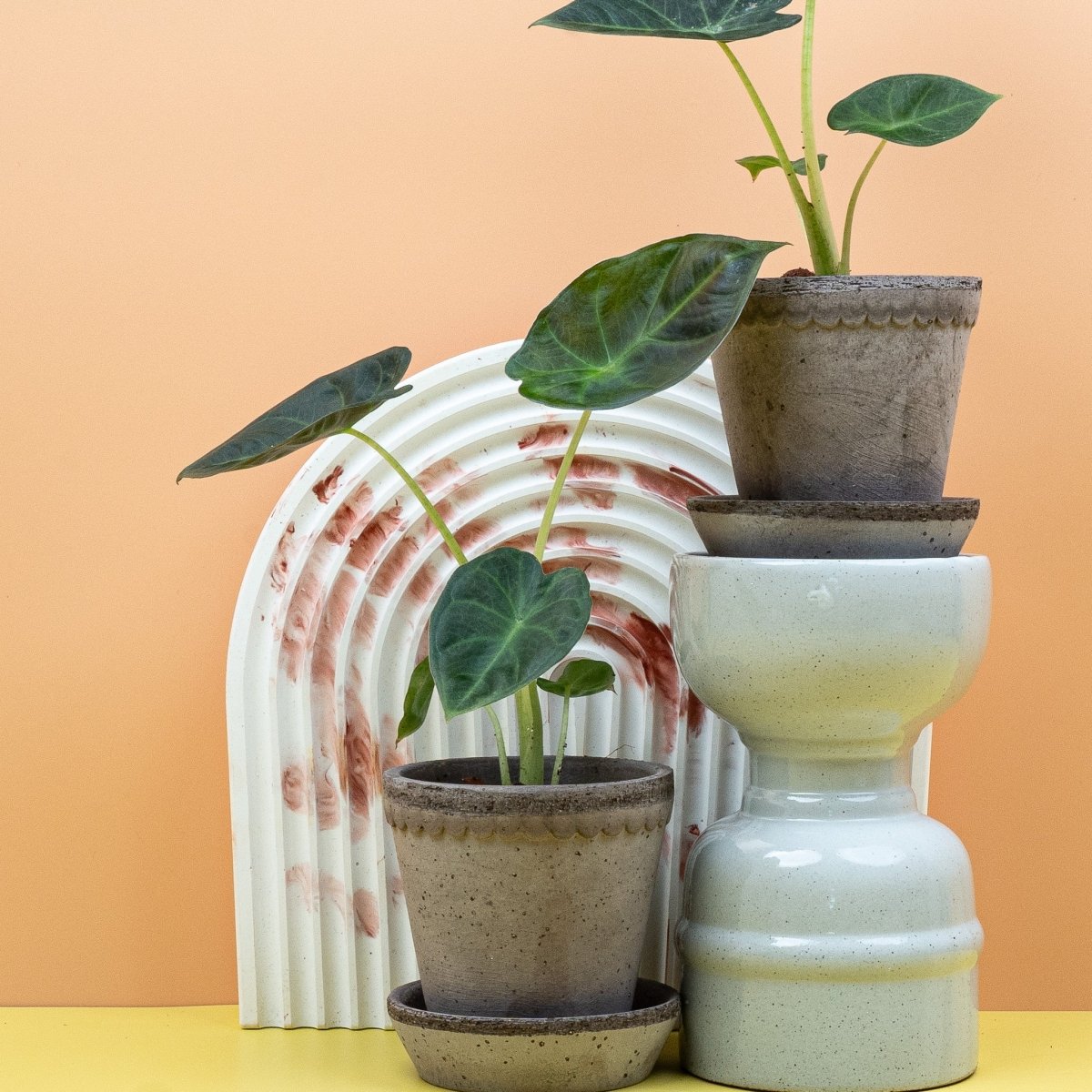 Alocasia Regal Shield aus dem Sortiment von potflourri
