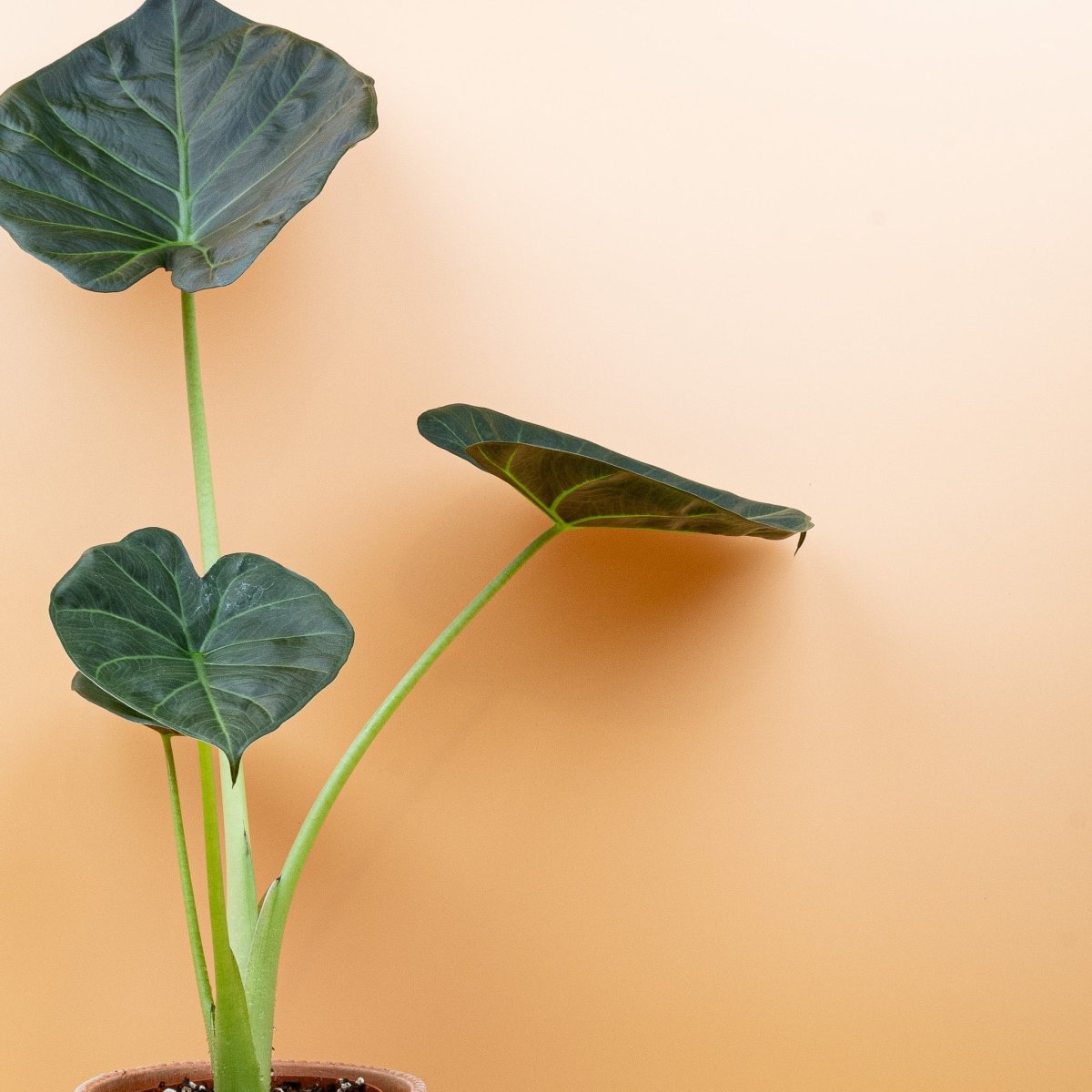 Alocasia Regal Shield mit violetten Blattunterseiten