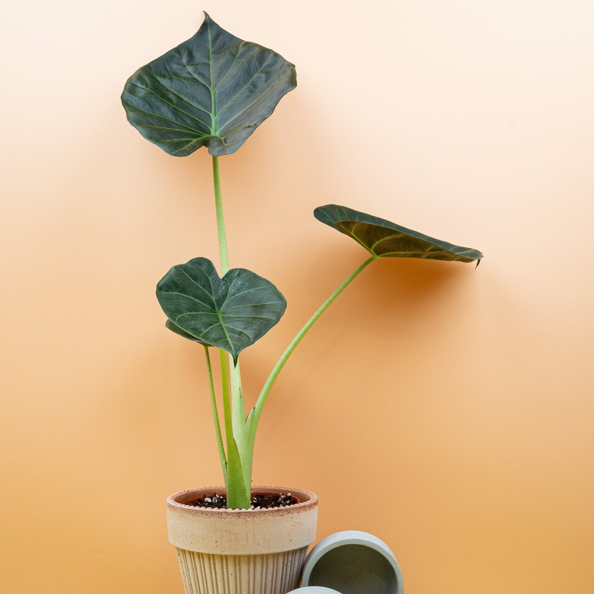 Alocasia Regal Shield, kraftvolle imposante Wuchsform