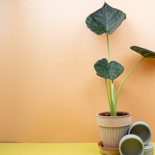 Alocasia Regal Shield – Zimmerpflanze mit riesigen Blättern – potflourri