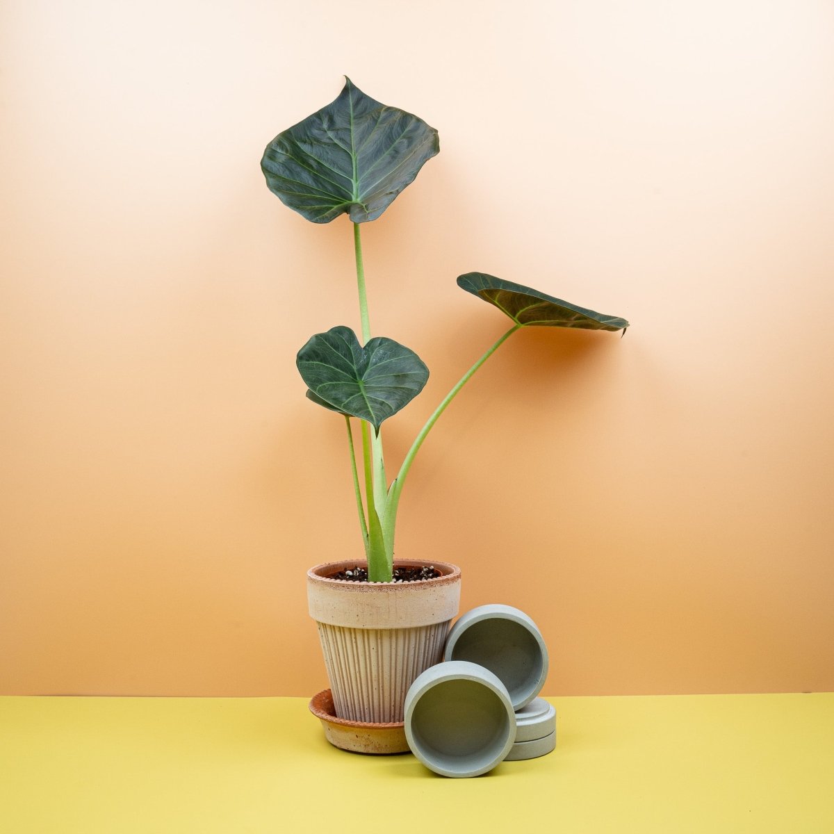Alocasia Regal Shield – Zimmerpflanze mit riesigen Blättern – potflourri