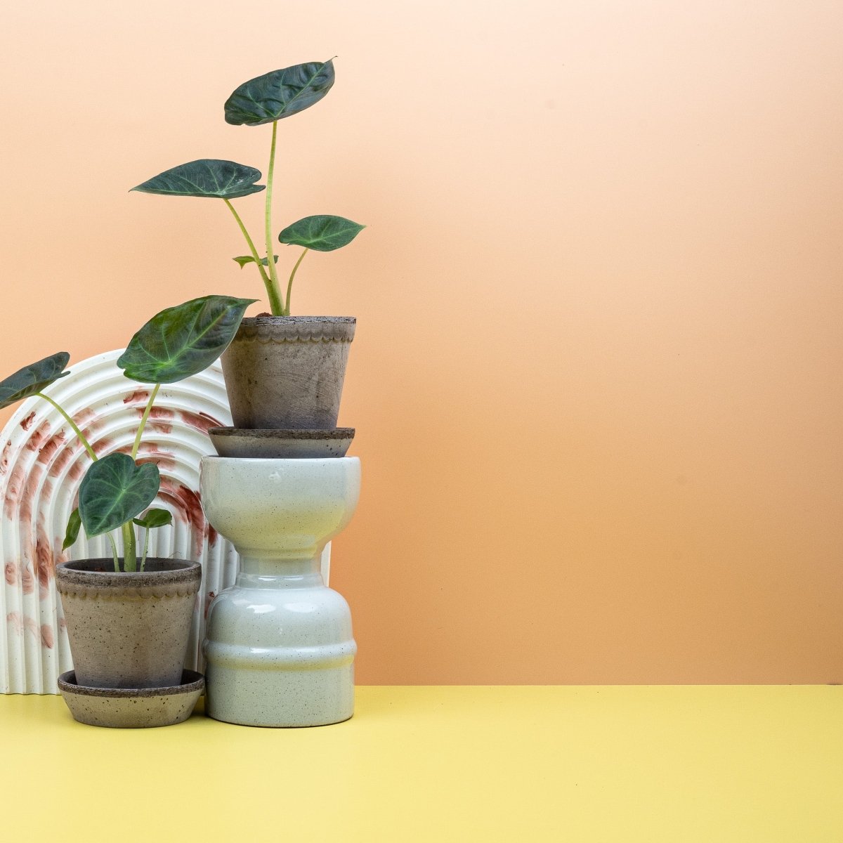 Alocasia × reginora Regal Shield mit kräftigen hellen Blattadern