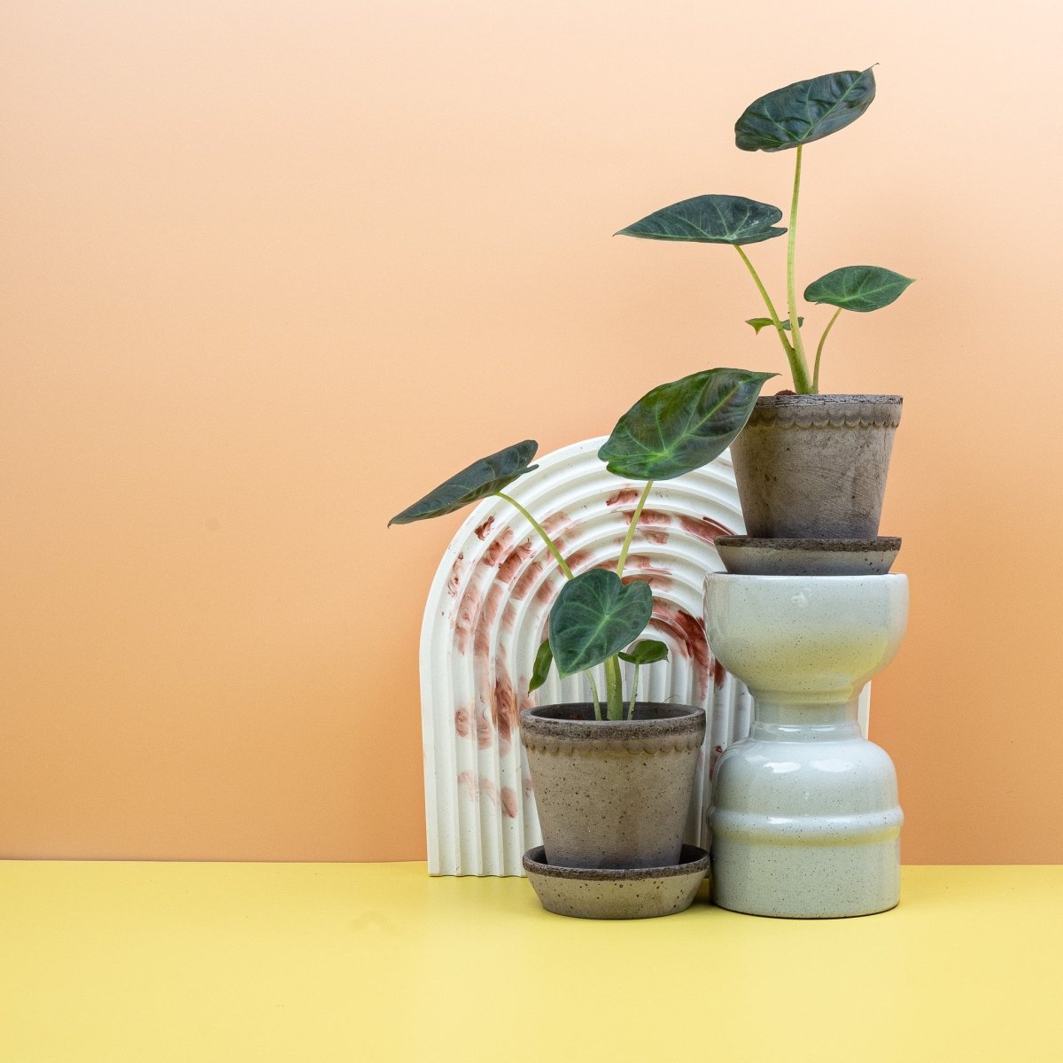 Alocasia Regal Shield, weinrote Blattunterseite der Schildblätter