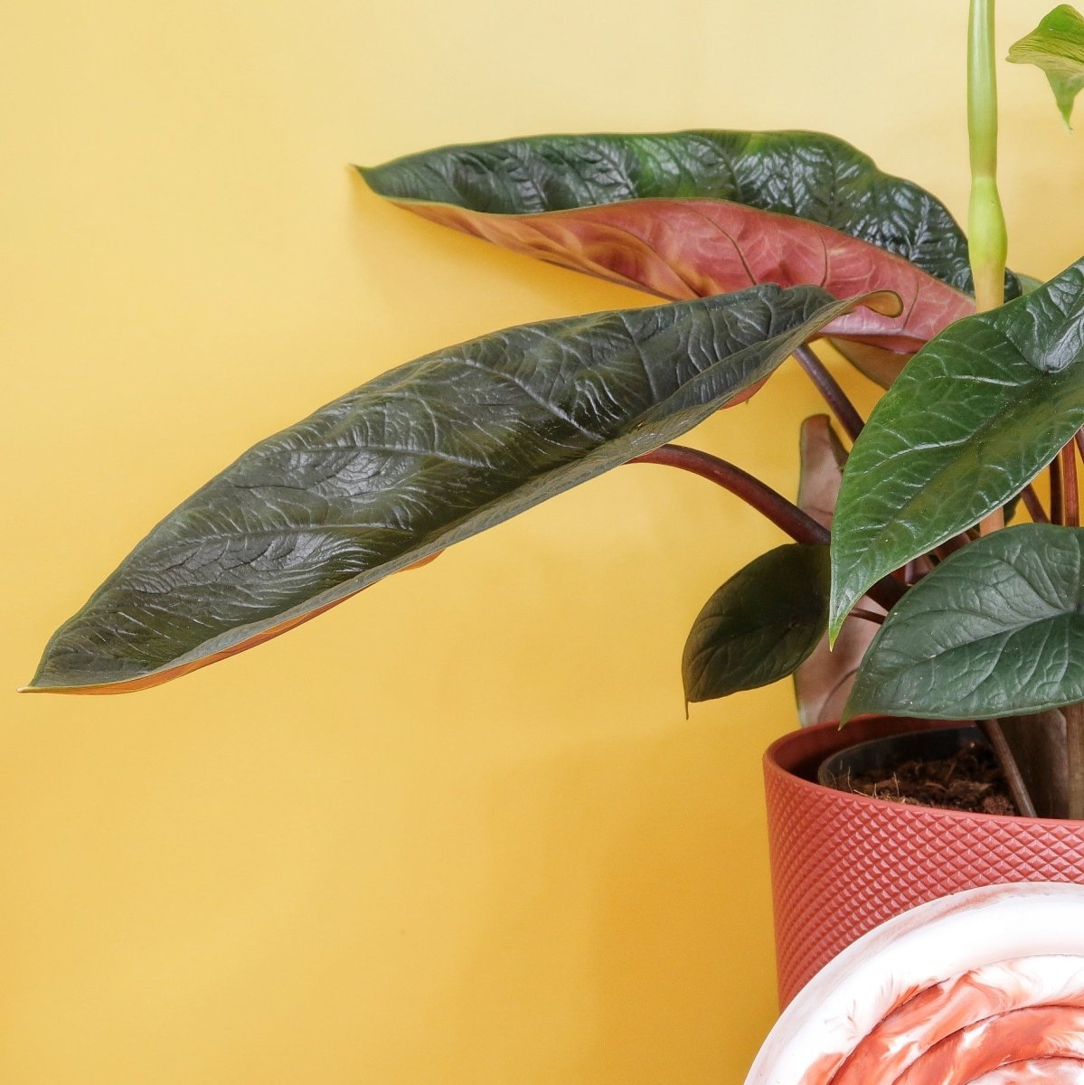 Alocasia Scalprum, kompakte, aufrechte Wuchsform