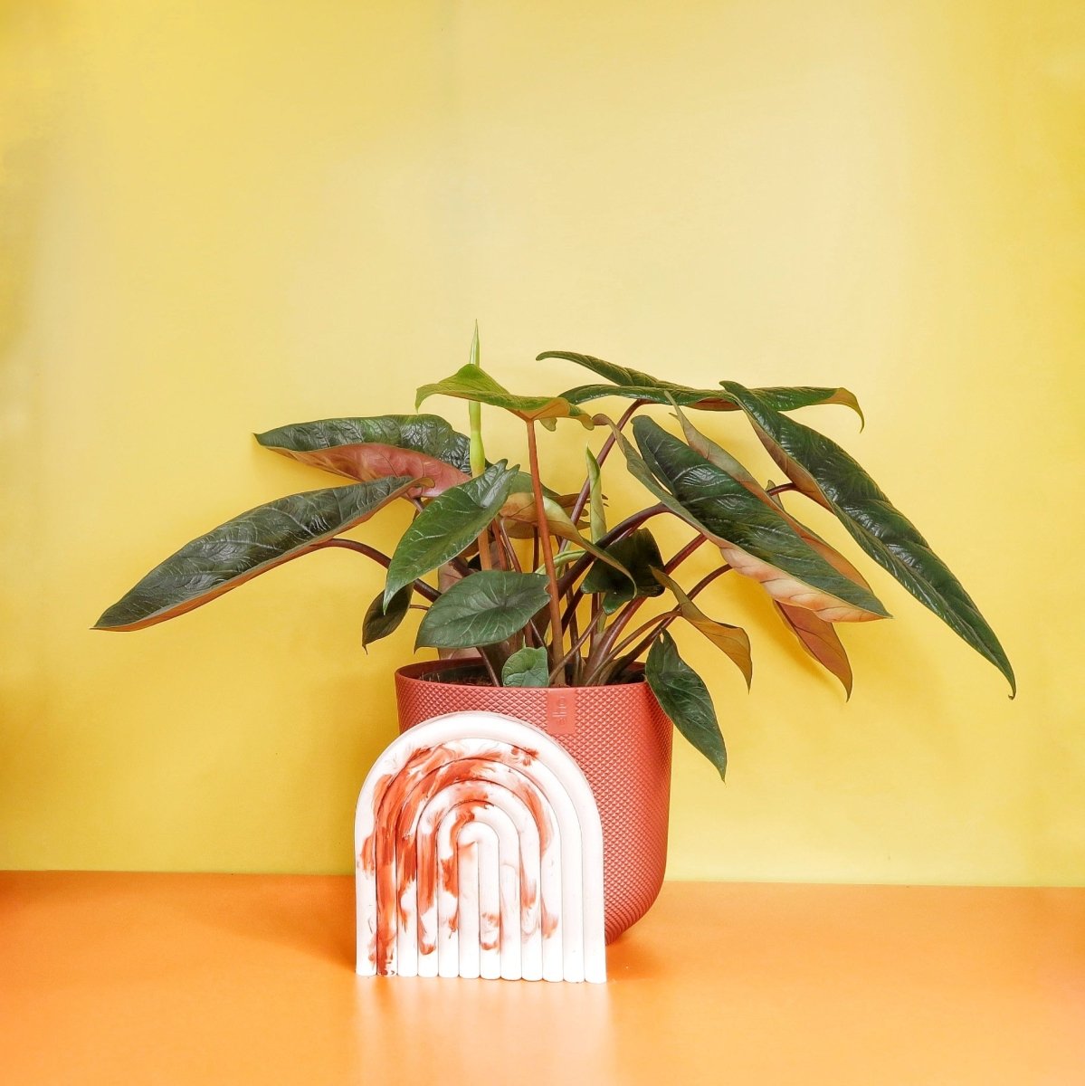 Alocasia Scalprum – Zimmerpflanze mit reptilienartiger Blattstruktur – potflourri