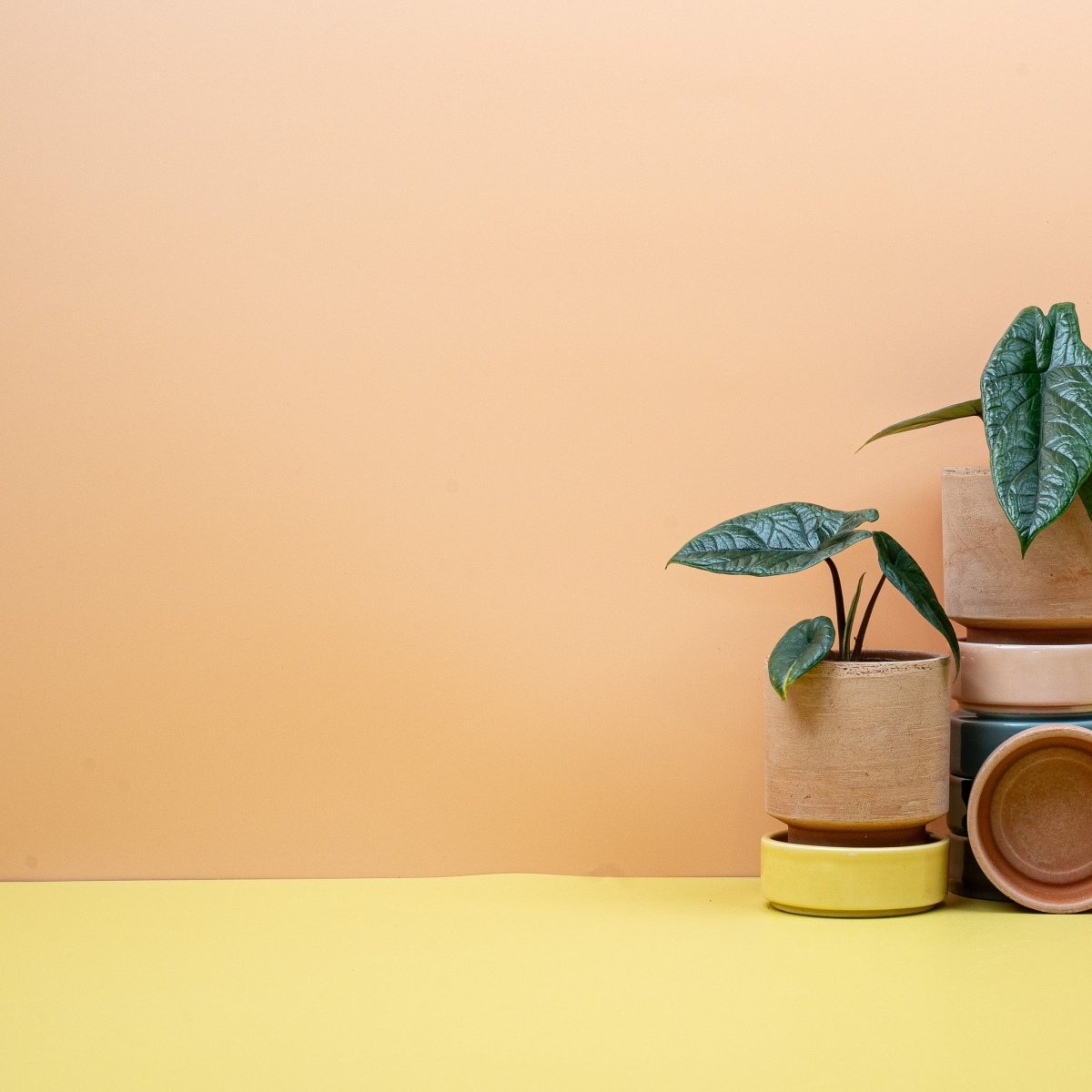 Alocasia Scalprum, aufrechte kompakte Wuchsform