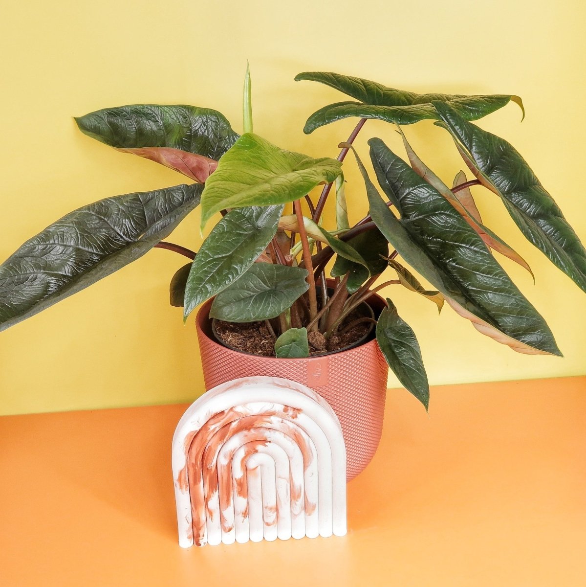 Alocasia Scalprum, exklusive Sammlerpflanze