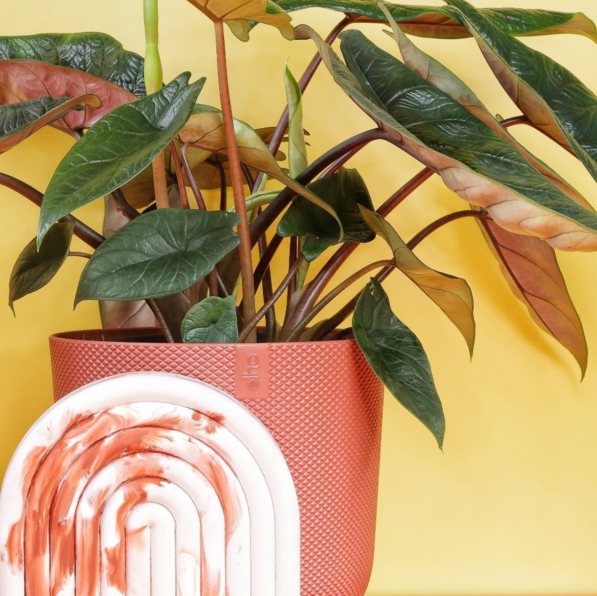 Alocasia Scalprum, tief strukturierte Blattoberfläche