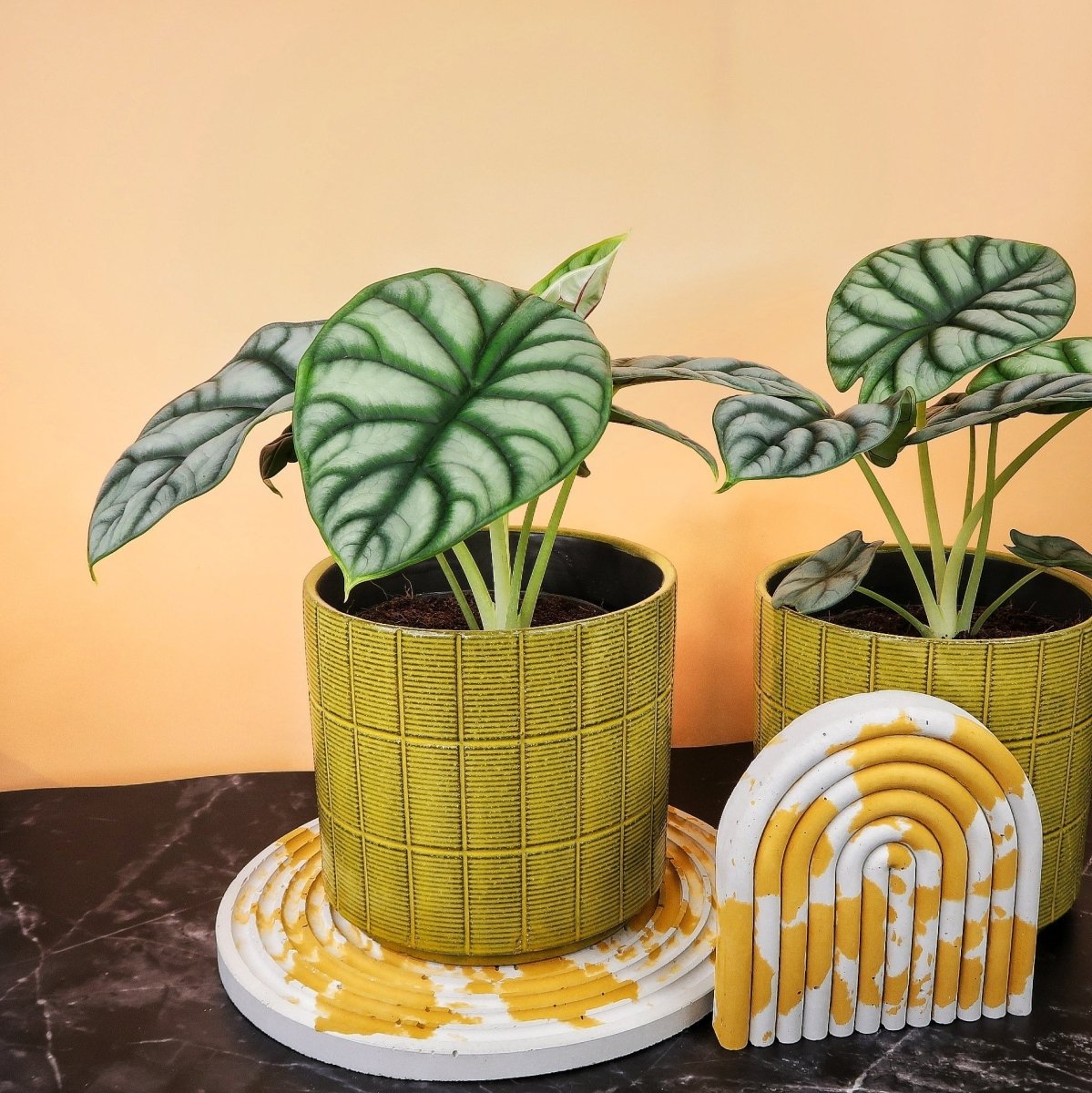 Alocasia Silver Dragon – drachenartige Blattstruktur