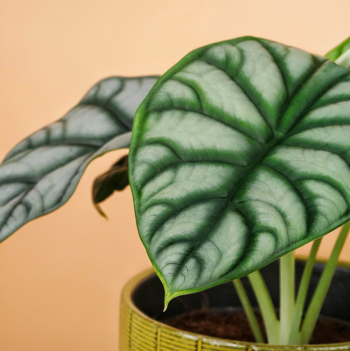Alocasia Silver Dragon, kompakte Wuchsform