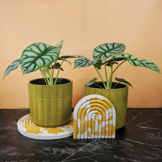 Alocasia Silver Dragon – Zimmerpflanze mit silbrigem Blattschimmer – potflourri