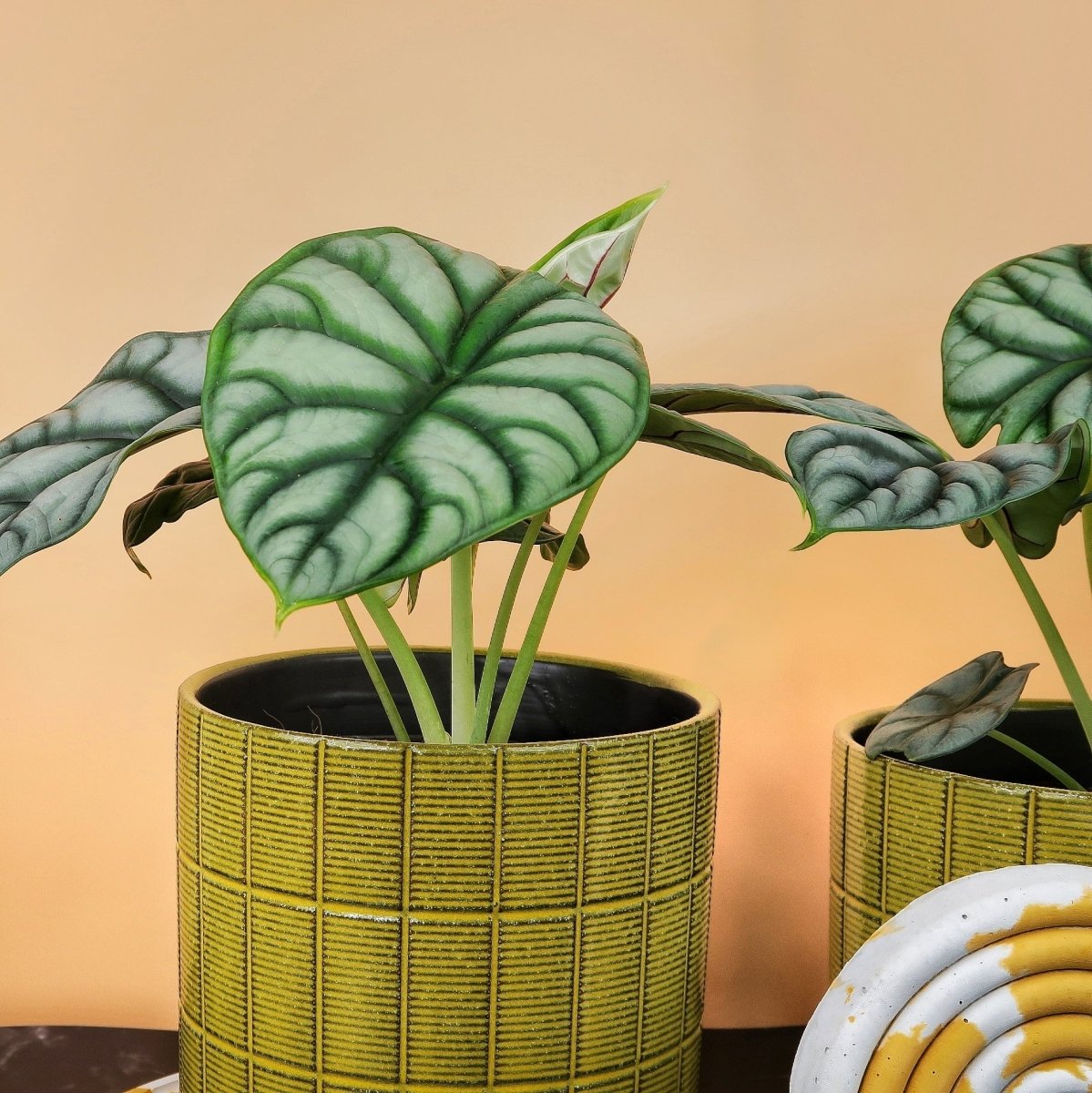 Alocasia Silver Dragon mit dunklen Blattadern