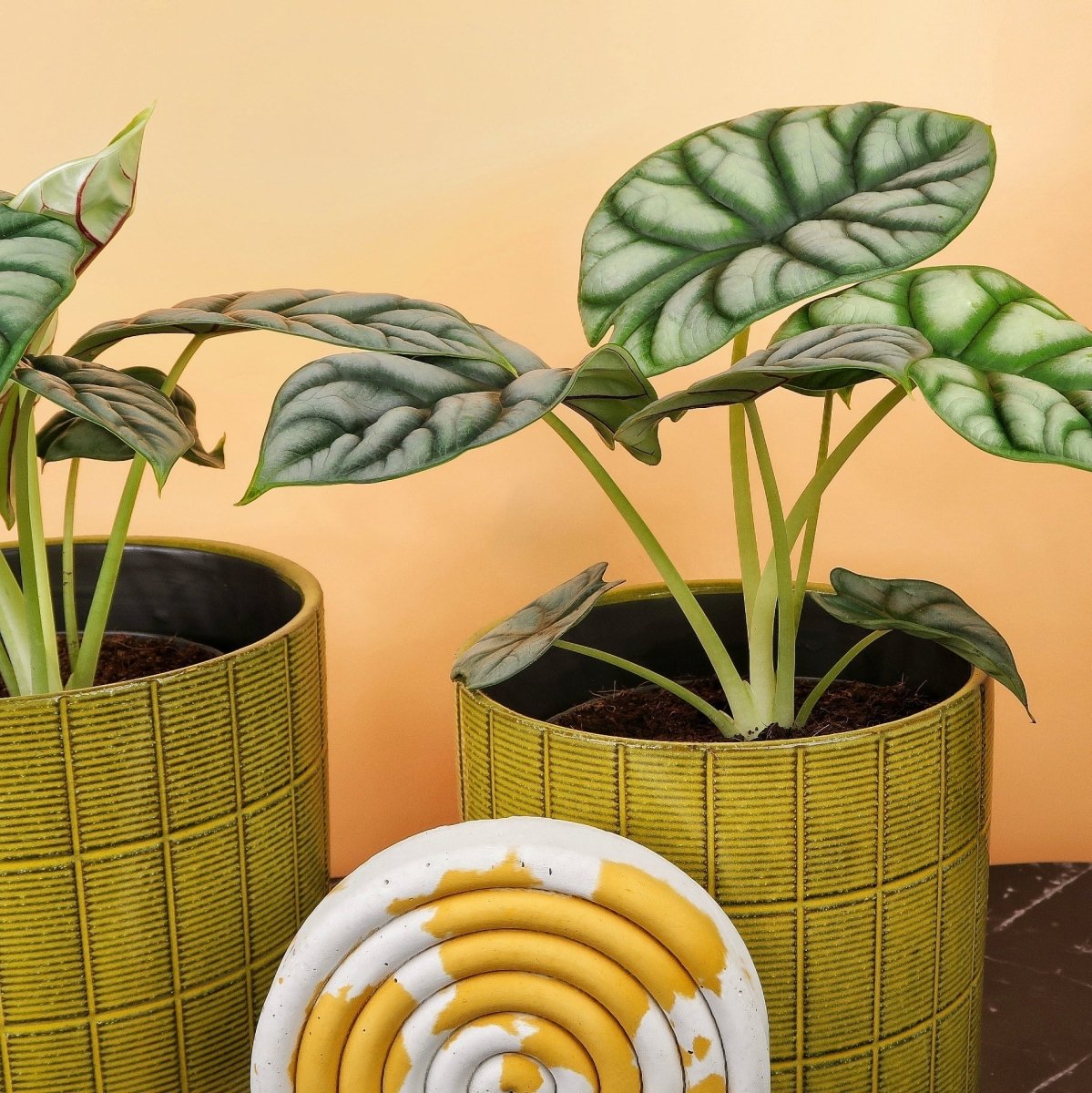 Alocasia Silver Dragon – silbrig-metallische Optik