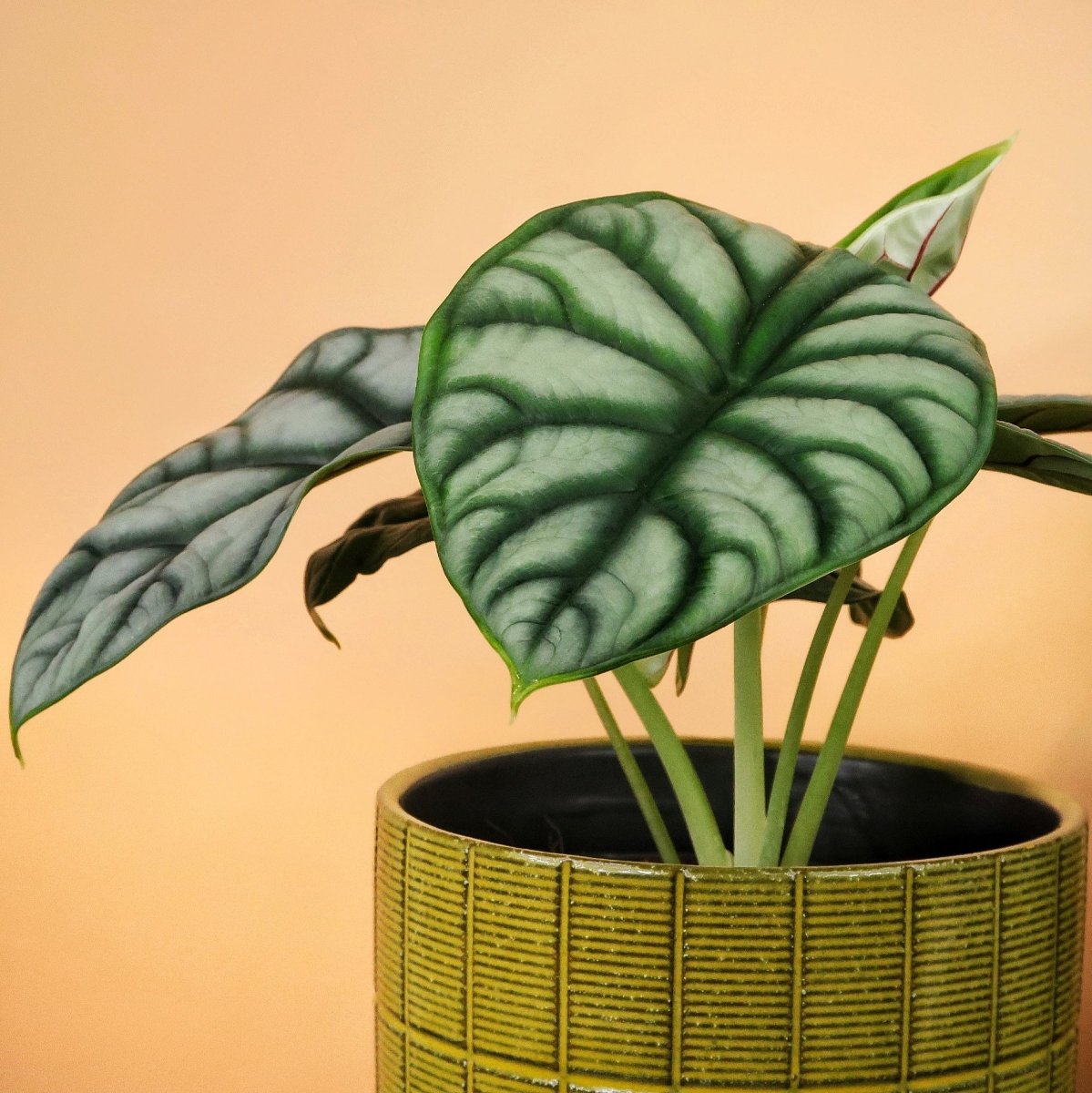Alocasia Silver Dragon – aufgewölbte Blattstruktur im Detail