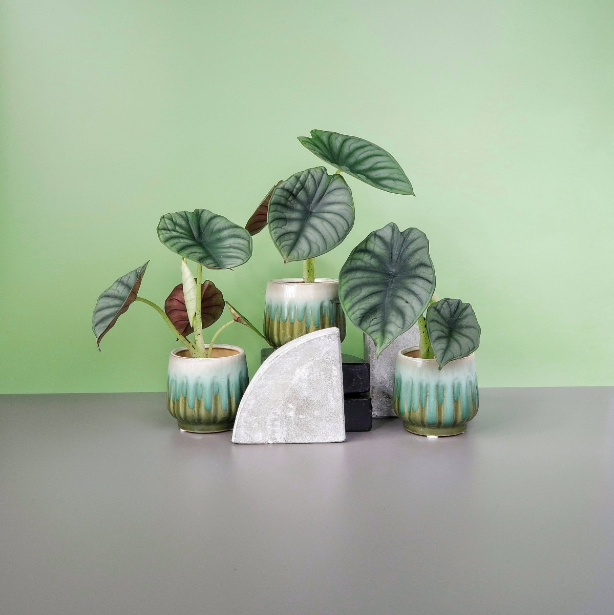 Alocasia Silver Nebula – Zimmerpflanze mit silbriger Optik – potflourri