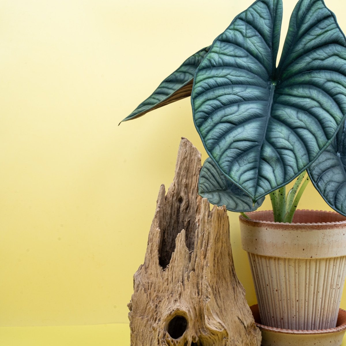 Alocasia Silver Nebula – Blattoberfläche mit metallischem Schimmer – potflourri