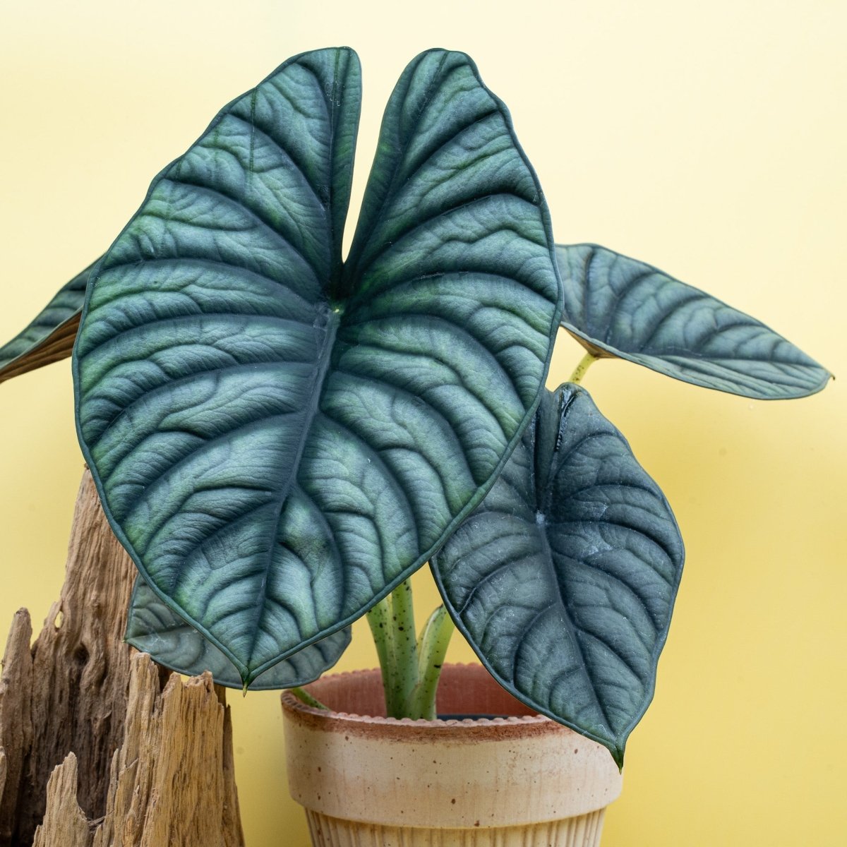 Alocasia Silver Nebula – silbrige Blätter mit dunklen Adern – potflourri