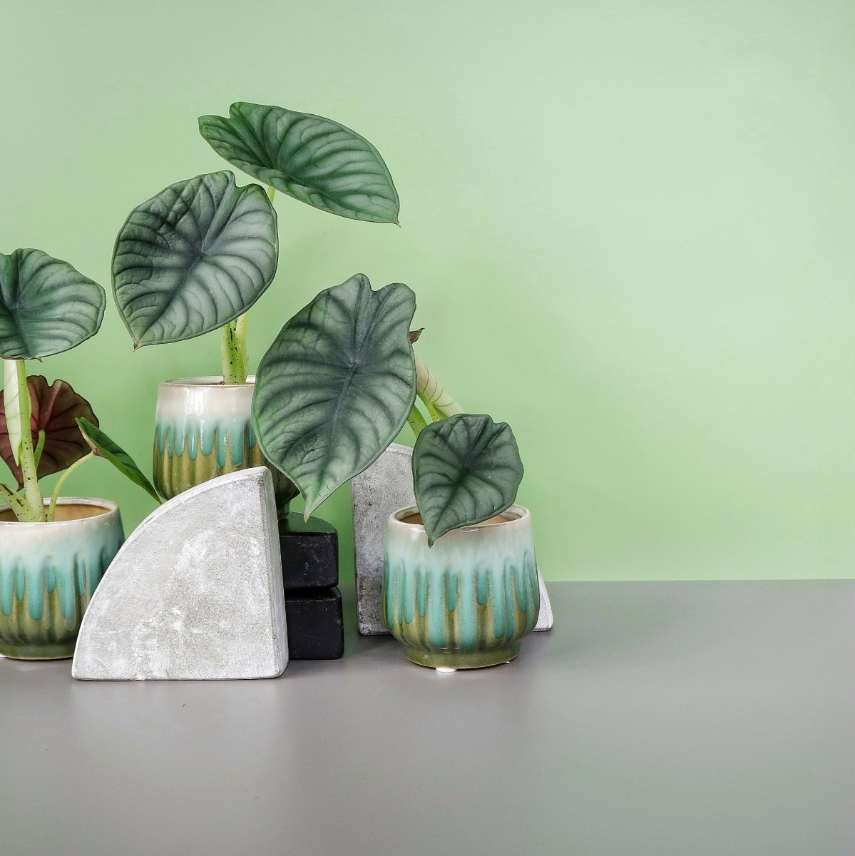 Alocasia Silver Nebula – markante Blattadern