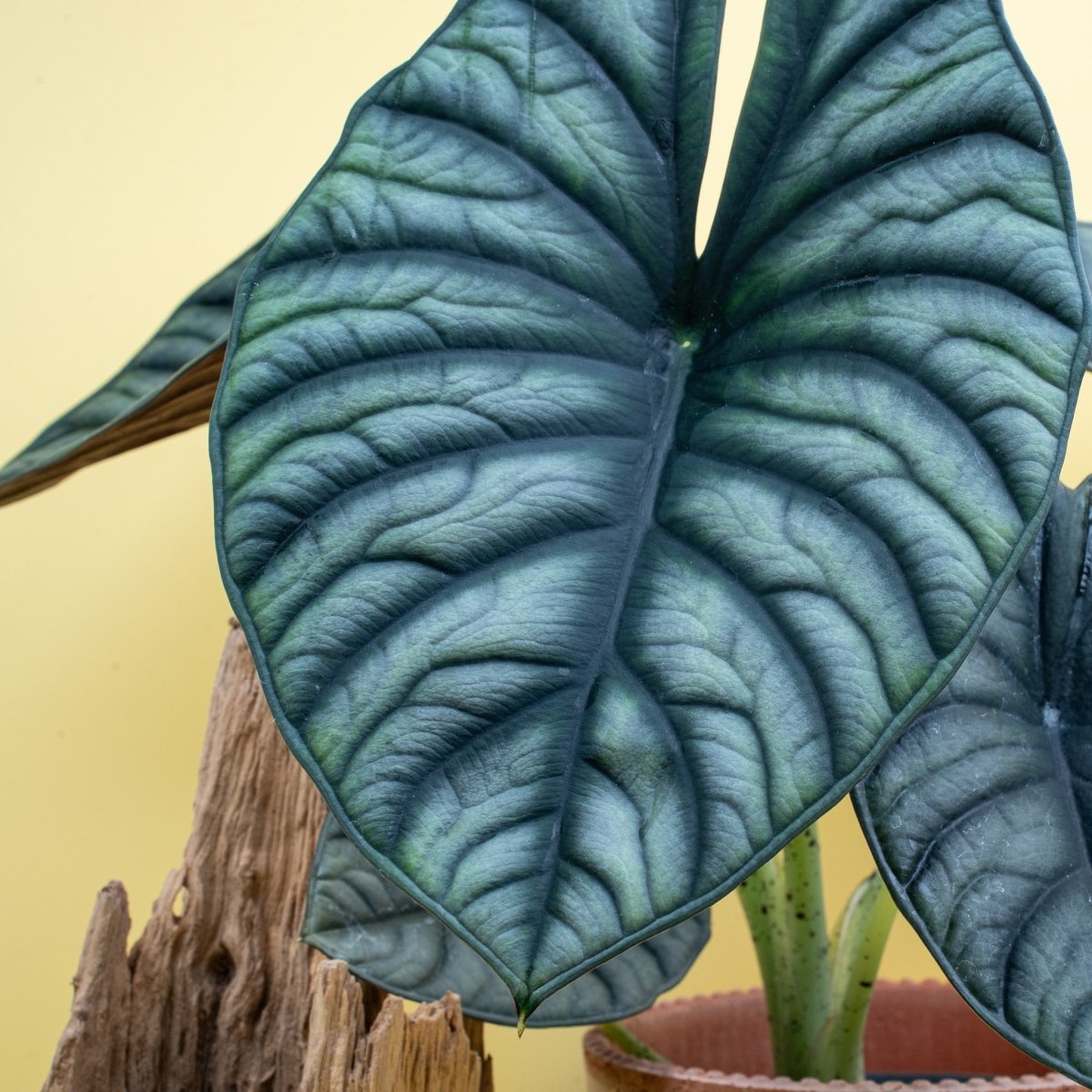 Alocasia Silver Nebula – Aronstabgewächs der Gattung Alocasia – potflourri