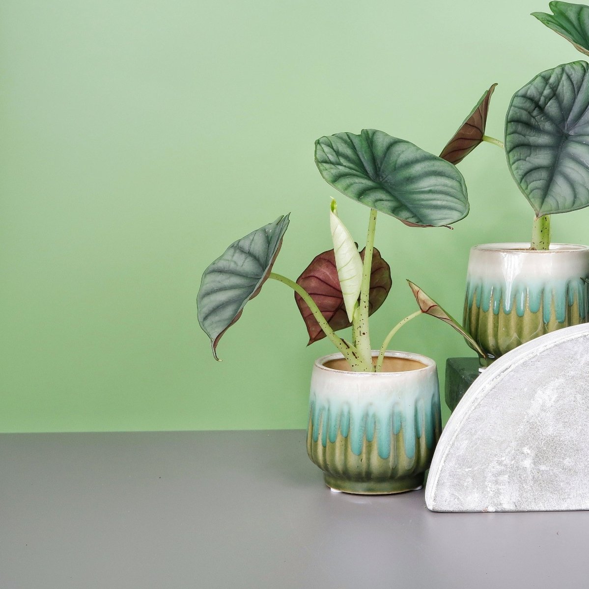 Alocasia Silver Nebula, Nuancen aus Silber und Grau