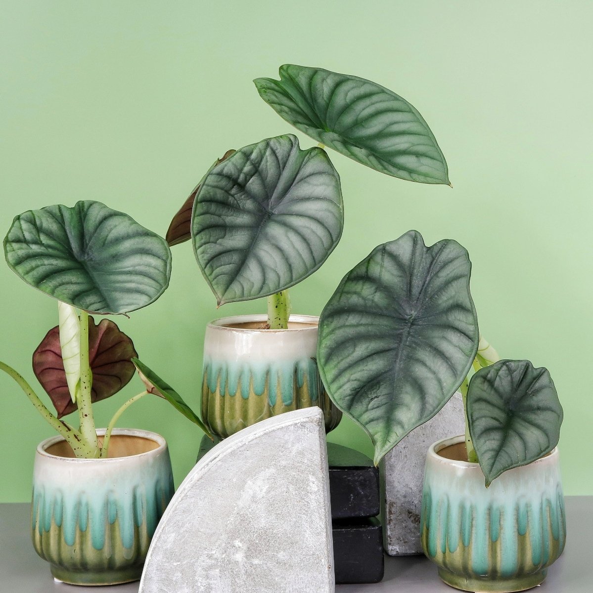 Alocasia Silver Nebula, kompakte Wuchsform