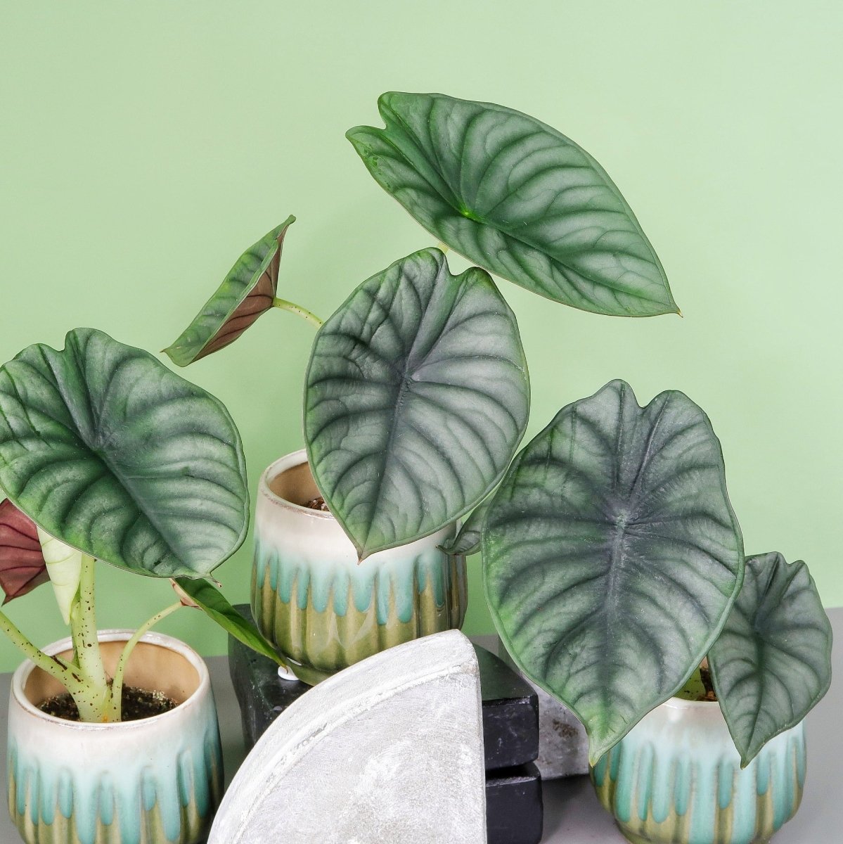 Alocasia Silver Nebula – mystische Ausstrahlung