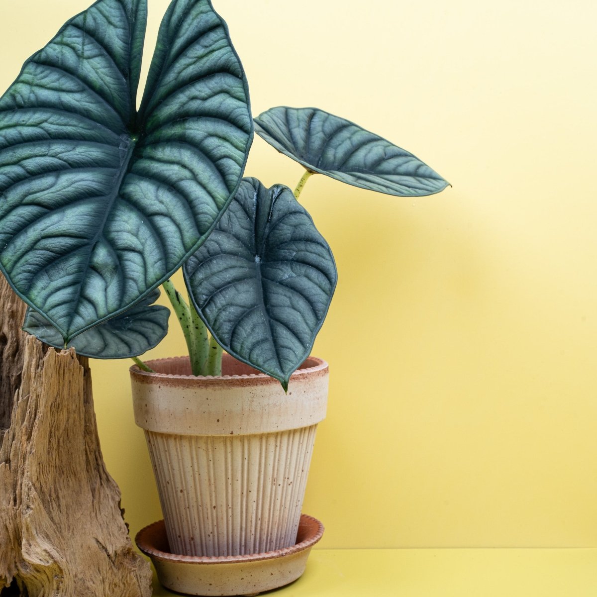 Alocasia Silver Nebula – silberlaubige Alocasia im Topf – potflourri