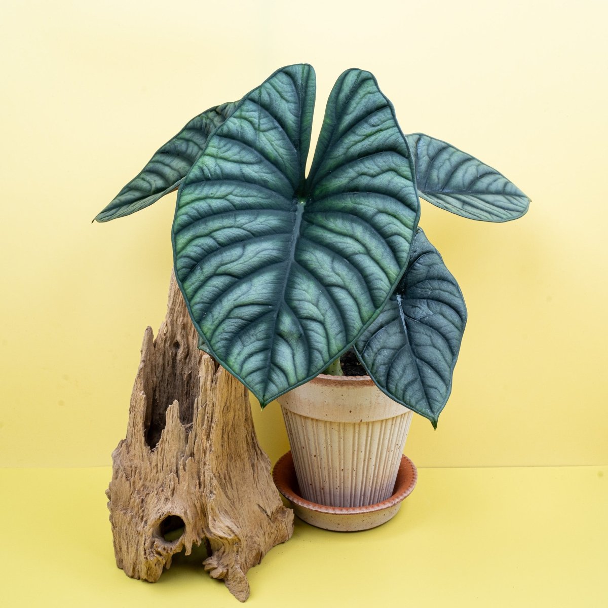 Alocasia Silver Nebula – kompakte Zimmerpflanze mit silbrig-grauem Laub – potflourri