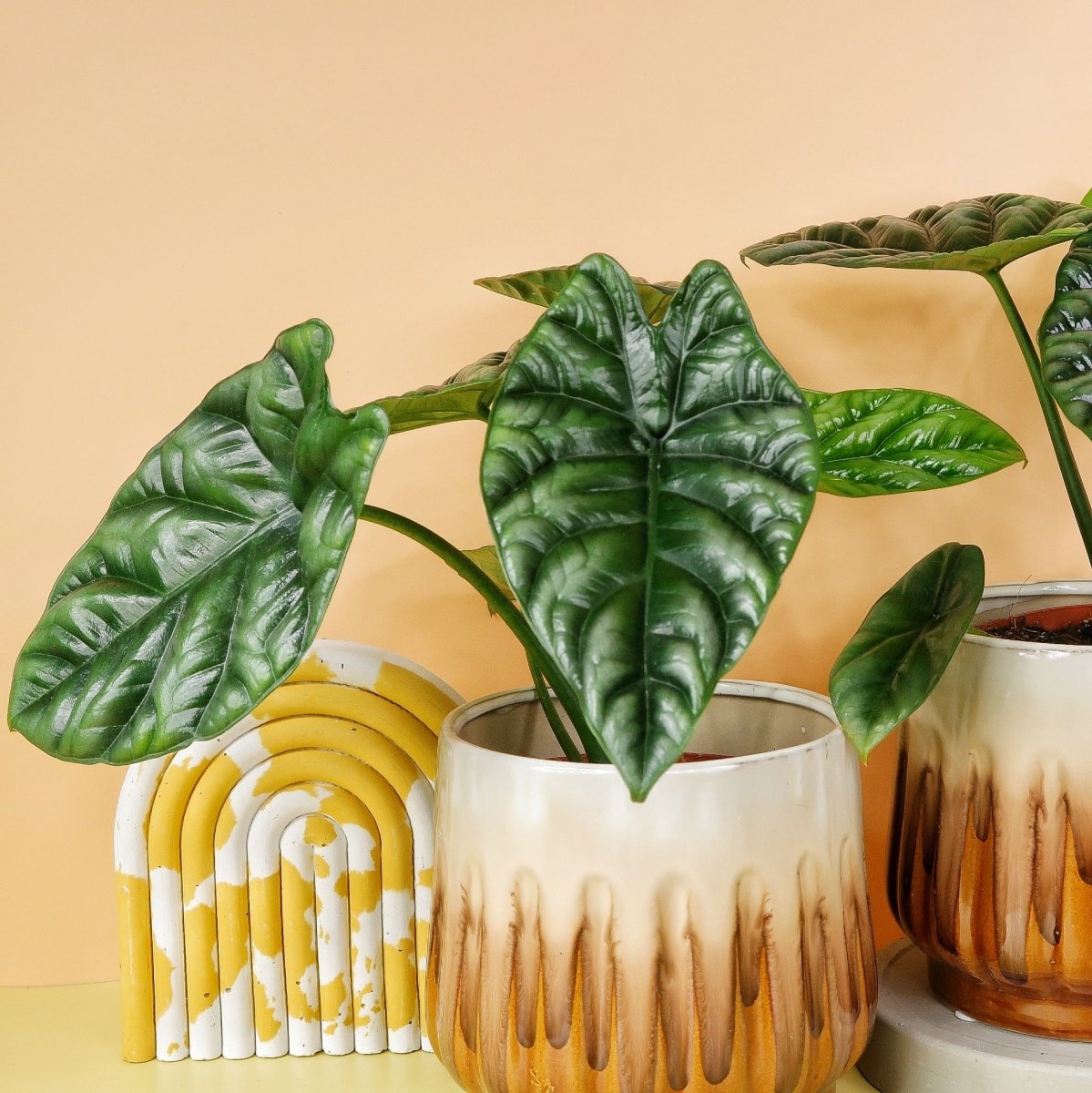 Alocasia Sinuata, kompakte Wuchsform