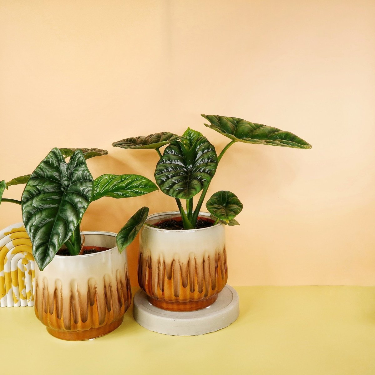 Alocasia Sinuata – spiegelartige Lichtreflexe