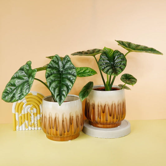 Alocasia Sinuata – Zimmerpflanze mit glänzender Blattoberfläche – potflourri