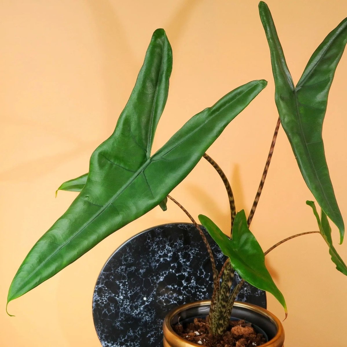 Alocasia Tigrina – Zimmerpflanze mit pfeilförmigen Blättern – potflourri