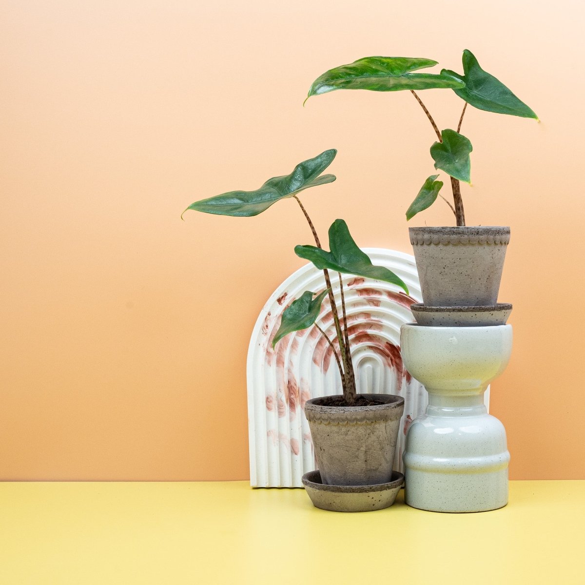 Alocasia Tigrina, pfeilförmiges sattgrünes Blatt