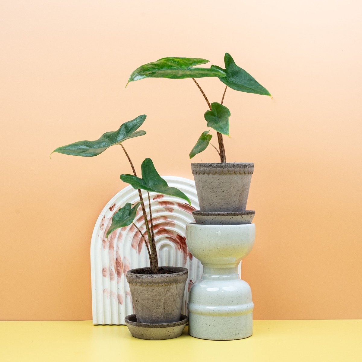 Alocasia Tigrina, gesprenkelter Blattstiel in Nahaufnahme