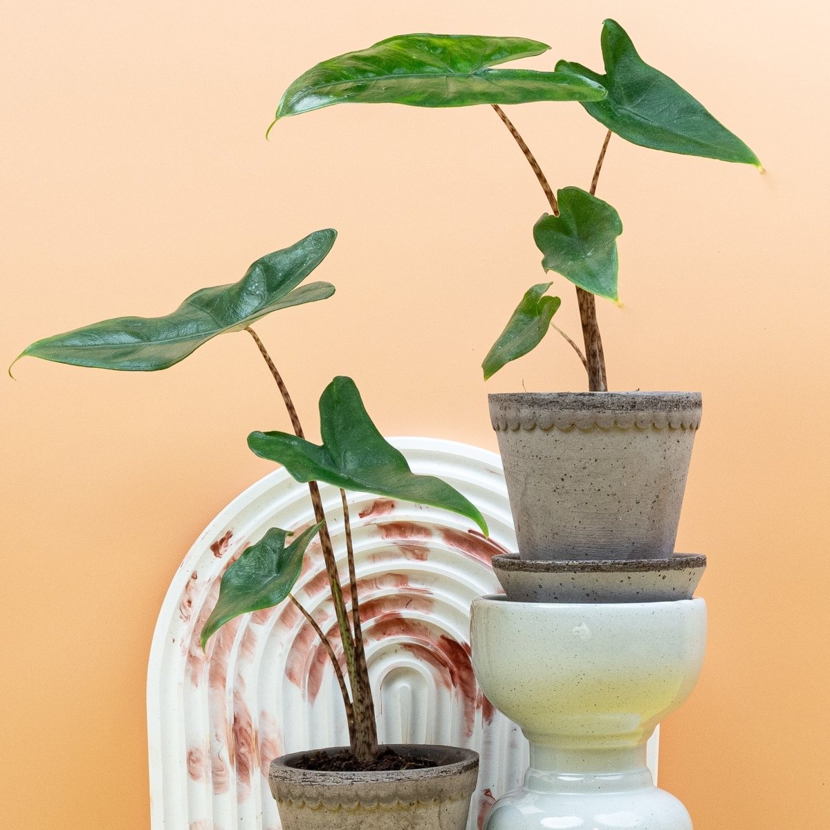 Alocasia Tigrina – Blickfang mit charakteristischer Musterung