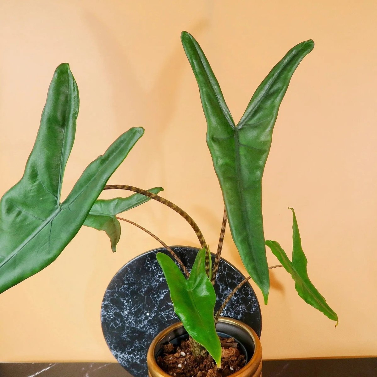 Alocasia Tigrina – markant gezeichnete Blattstiele