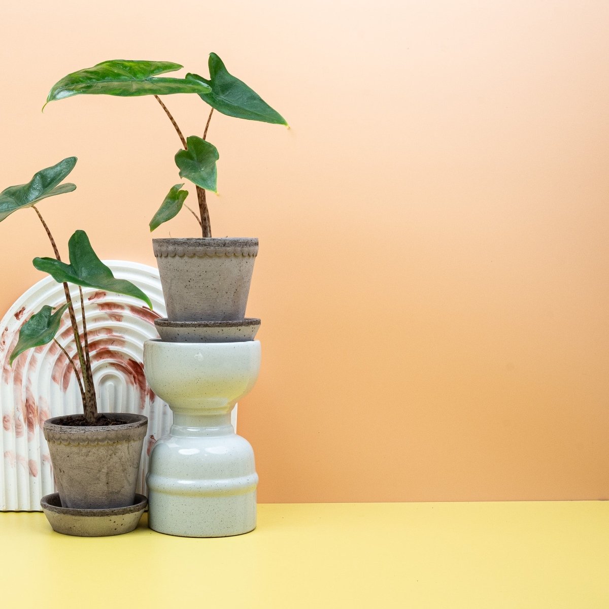 Alocasia Tigrina aus dem Sortiment von potflourri