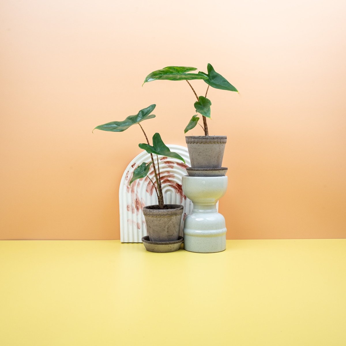 Tropische Alocasia Tigrina mit elegant pfeilförmigen Blättern
