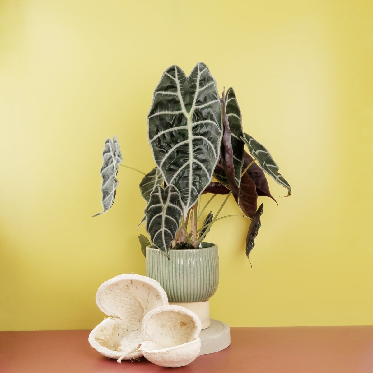Alocasia Watsoniana – Zimmerpflanze mit plastischer Blattstruktur – potflourri
