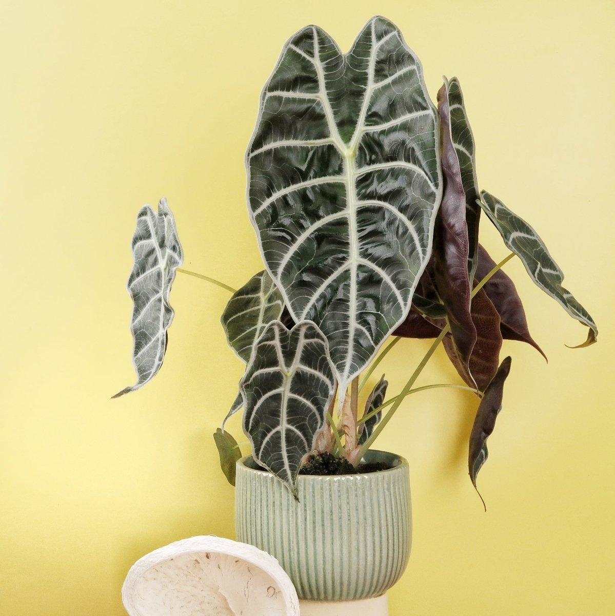 Alocasia Watsoniana, seltene Sammlerpflanze
