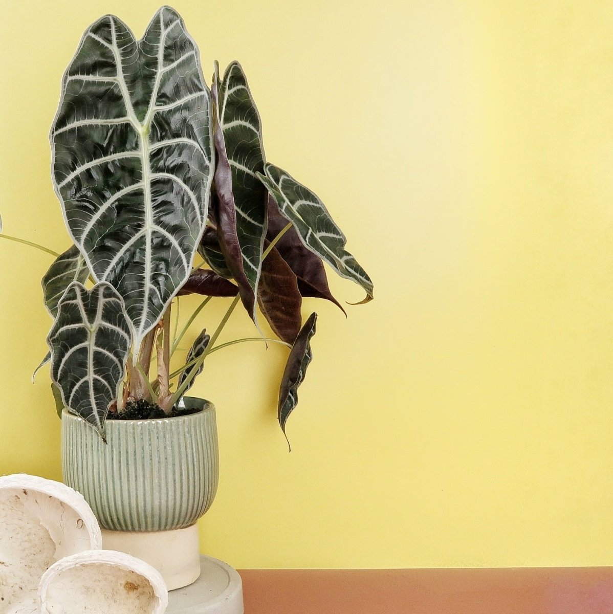 Alocasia Watsoniana, leicht gewellte Blattoberfläche