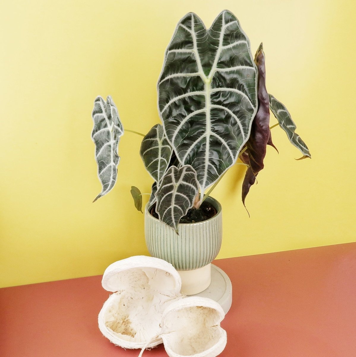 Alocasia Watsoniana, ausdrucksstarke Aderung
