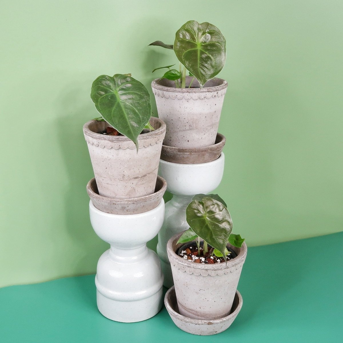 Alocasia Wentii, großblättrige Zimmerpflanze – potflourri