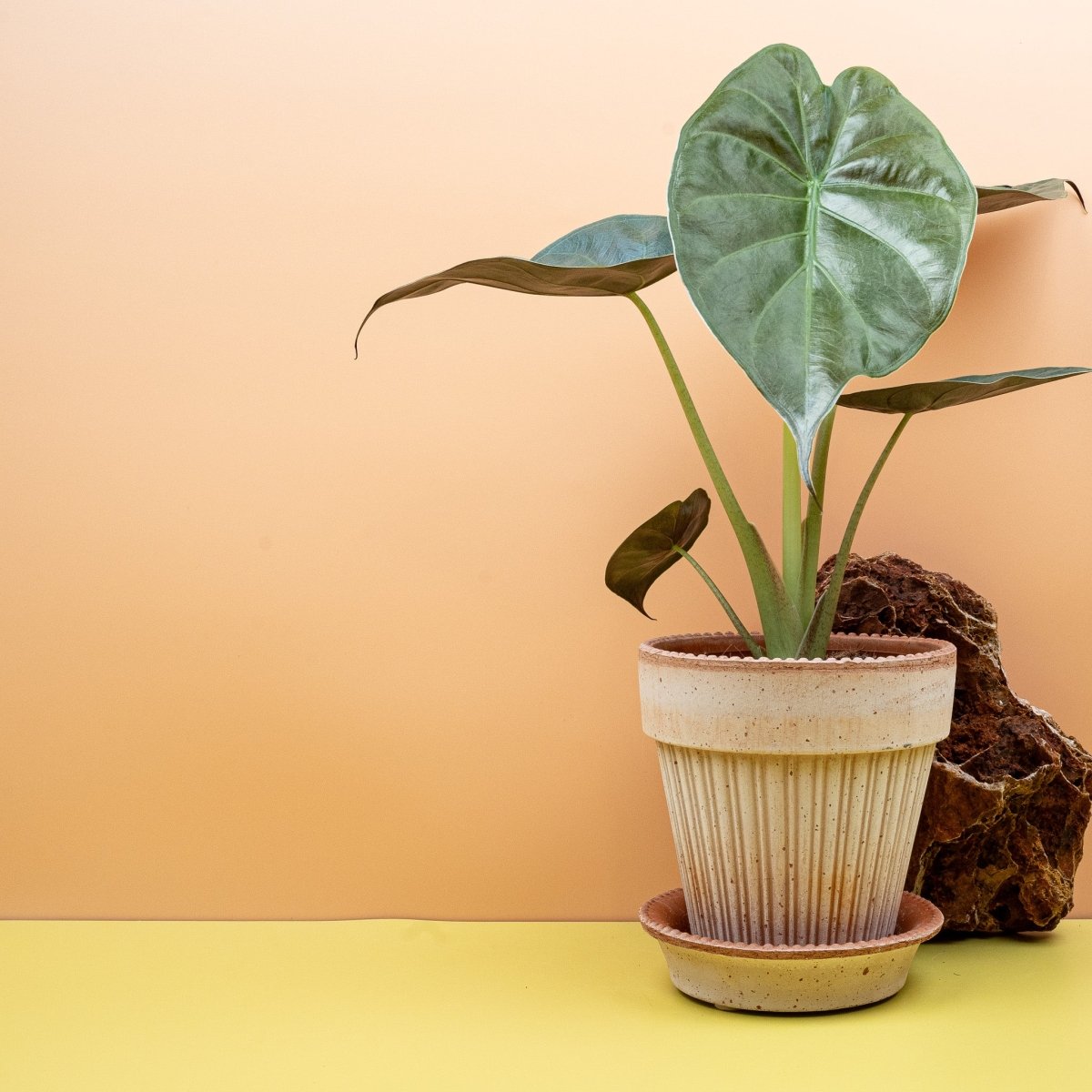 Alocasia Wentii mit violett schimmernden Blattunterseiten